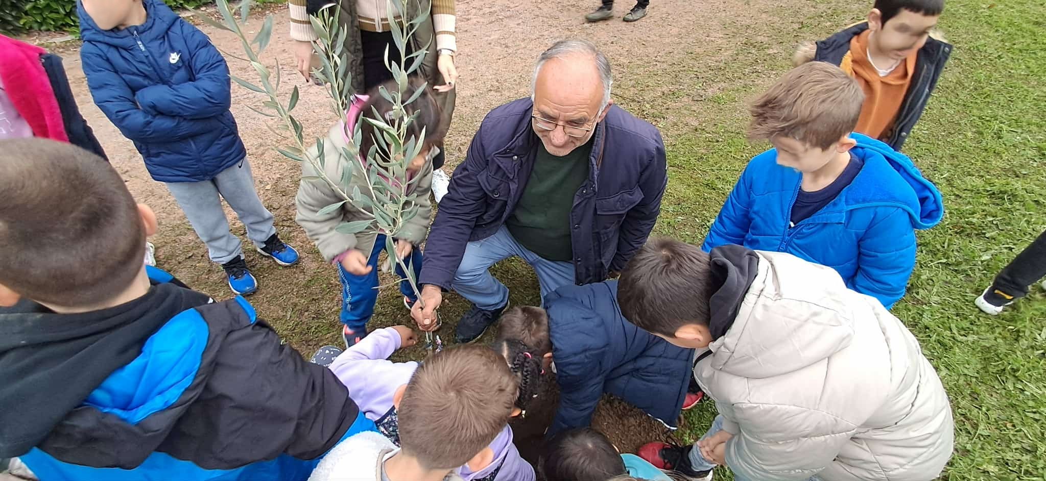 Με κυκλάμινα και ελιές δίνουμε χρώμα και περισσότερο πράσινο στο Πάρκο Γουδέ – Δράση της Υπηρεσίας Πρασίνου και μαθητών του 1ου Δημοτικού Σχολείου Σπάρτης 