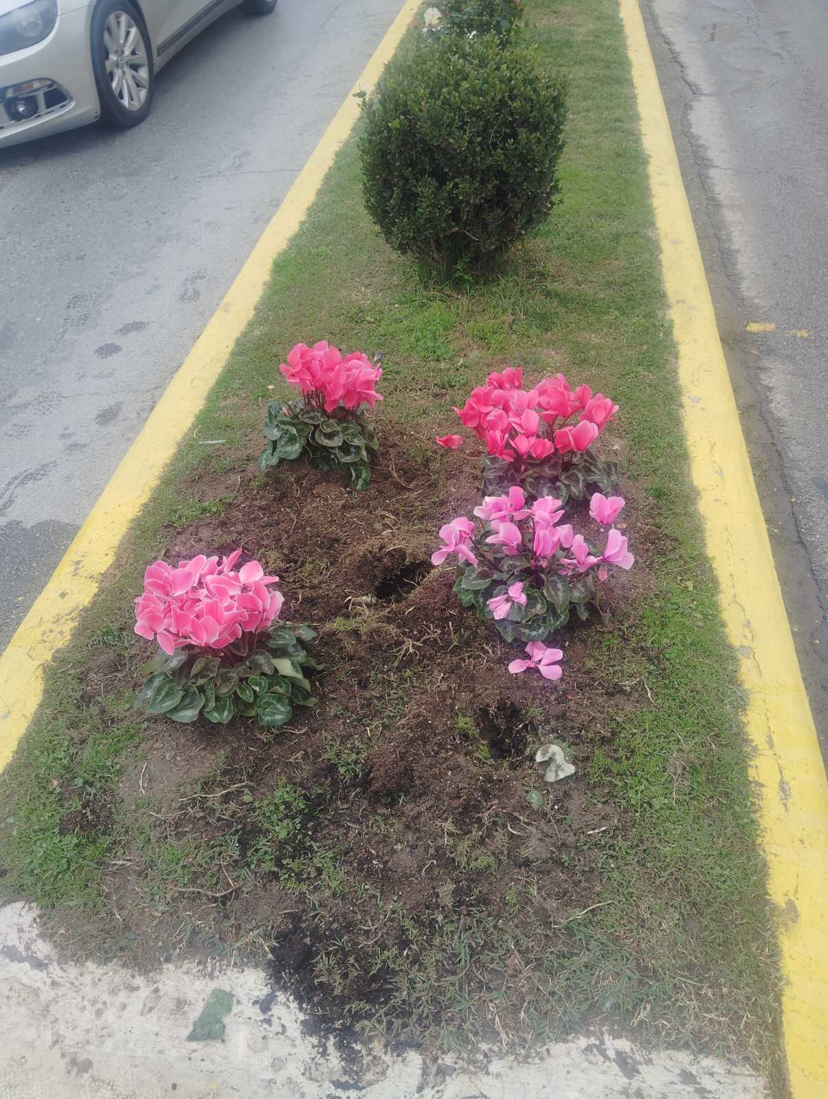 Δήλωση του Αντιδημάρχου Πρασίνου, Ευστράτιου Κοκκορού, με αφορμή το ξερίζωμα κυκλάμινων από τη νησίδα της οδού Λυκούργου