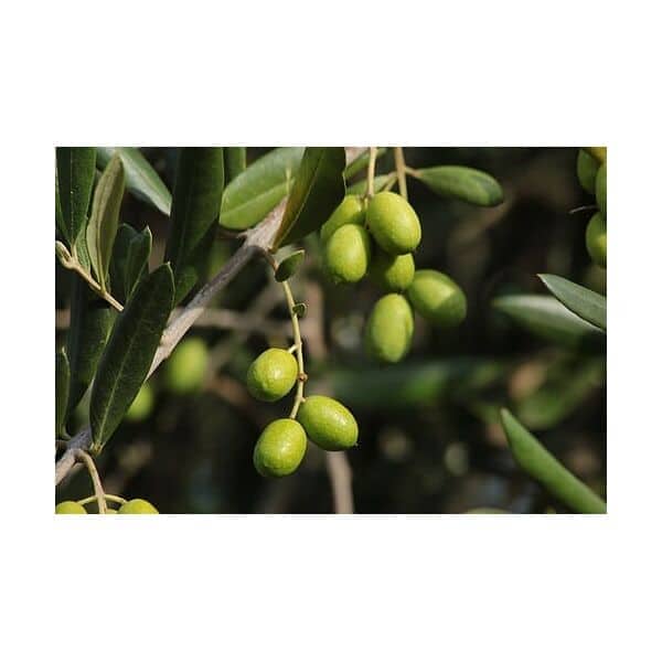 Ανακοίνωση ΕΛΓΑ για ζημιά από ανεμοθύελλα σε αθηνολιές στις ΤΚ Βασιλικής, Πολοβίτσας, Καμινίων, Γοράνων, Ποταμιάς