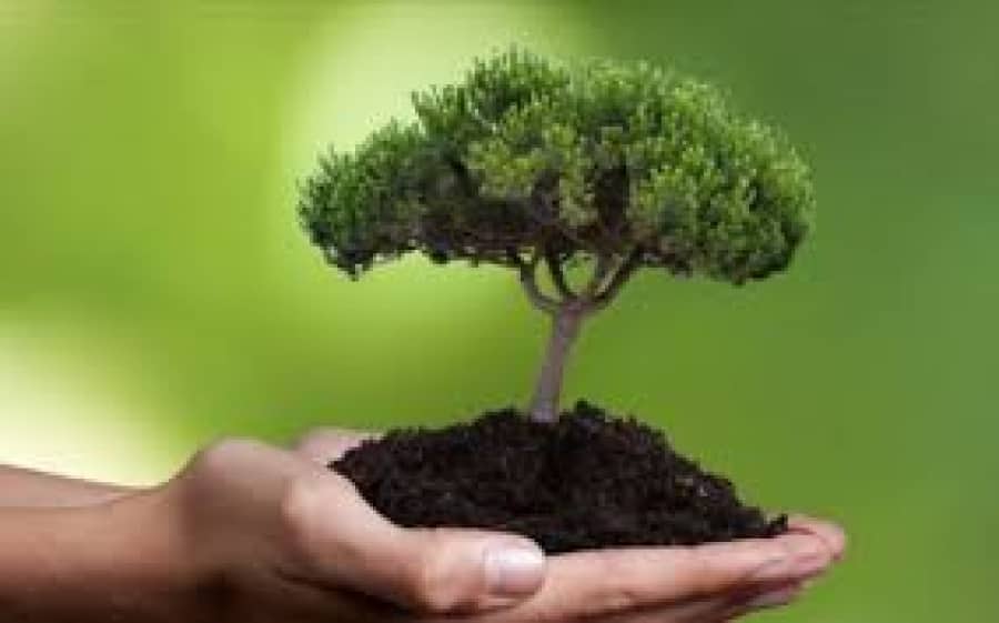 Εθελοντική δενδροφύτευση στο ΧΑΔΑ Αφυσσού