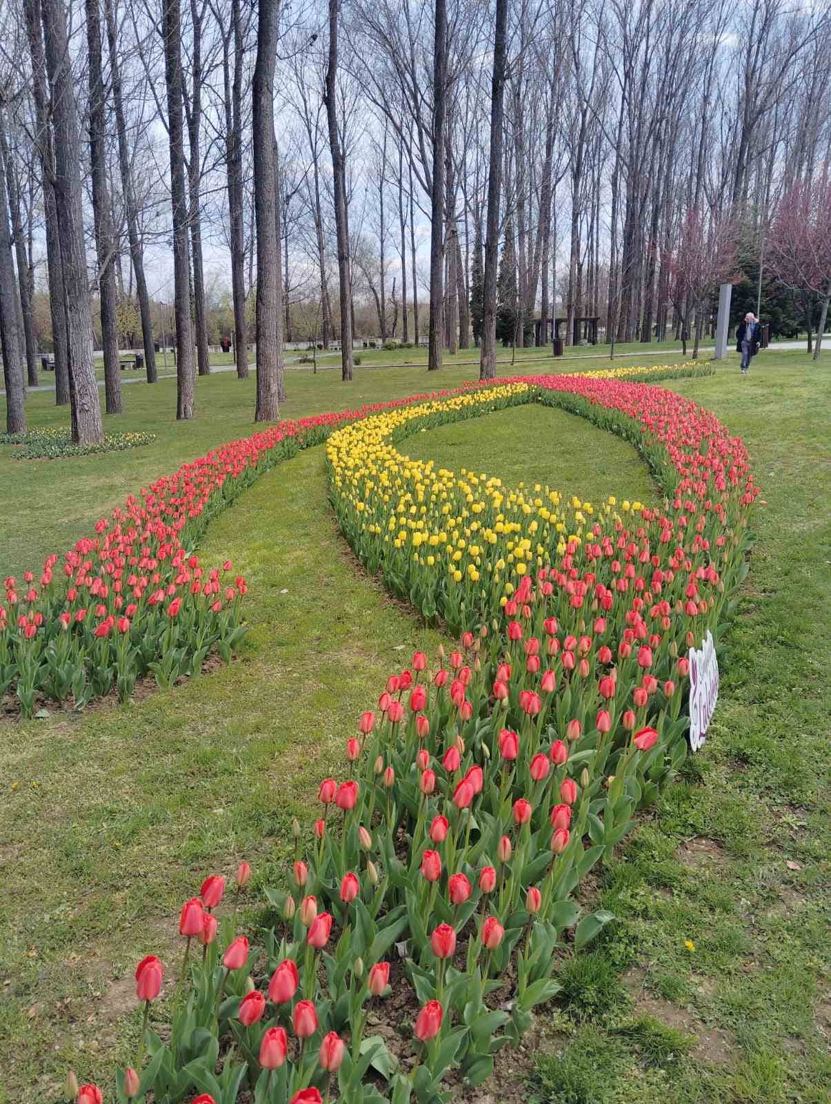 Ο Αντιδήμαρχος Αγροτικής Ανάπτυξης και Πρασίνου στο 48ο Φεστιβάλ Τουλίπας στη Ρουμανία – Οι πρώτες τουλίπες φυτεύτηκαν στην Σπάρτη