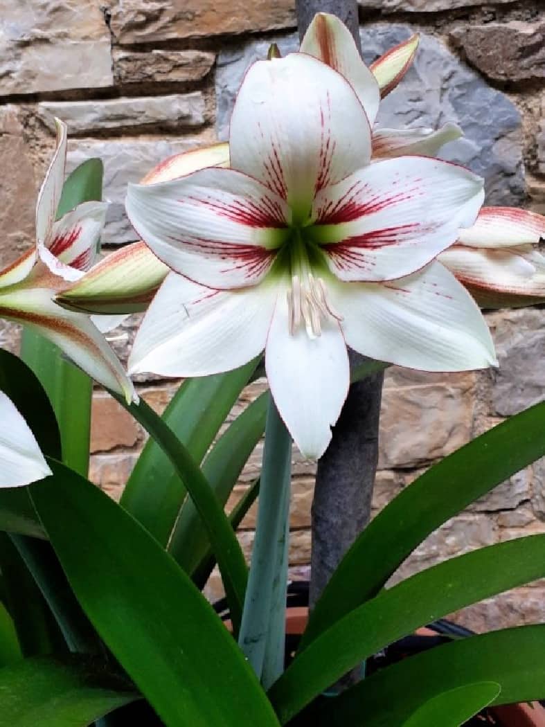 Μήνυμα του Δημάρχου Σπάρτης, κ. Μιχάλη Βακαλόπουλου με αφορμή τη Γιορτή της Μητέρας