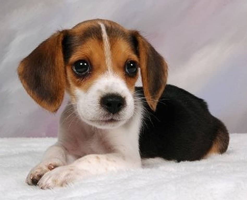 Υιοθετήστε ένα αδέσποτο