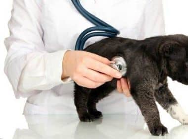 Ανακοίνωση σύμβασης μίσθωσης έργου ενός (1) ΠΕ Κτηνιάτρων με αντικείμενο τη  Διαχείριση των Αδέσποτων Ζώων