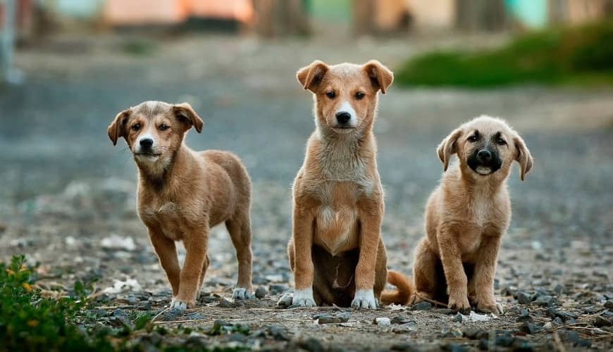 Από την Αυστρία στη Σπάρτη: Μια περιοδεία με ποδήλατο για τους τετράποδους φίλους μας