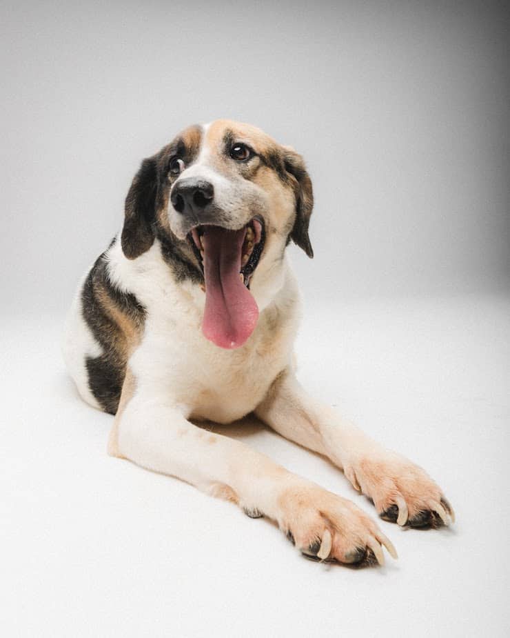 Φέτος το Πάσχα δίνουμε αγάπη στους τετράποδους φίλους μας – Ψηφίζουμε το πιο χαριτωμένο αδέσποτο του Δήμου μας