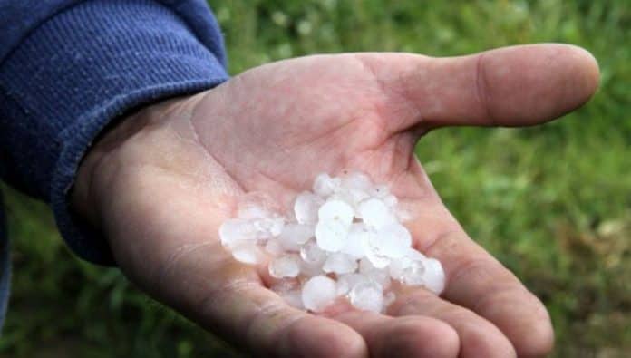 Αποτελέσματα ΕΛΓΑ για την ΤΚ Λογγάστρας (χαλάζι της 07/01/2024)