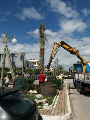 Ξεκίνησε η φύτευση νέων φοινίκων στην οδό Κωνσταντίνου Παλαιολόγου