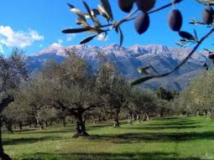 Σχεδιασμός Αγροτικής και Οικονομικής Ανάπτυξης Δήμου Σπάρτης