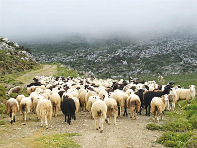 Σε επαγρύπνηση οι κτηνοτρόφοι για την πανώλη των μηρυκαστικών – Δεν μεταδίδεται στον άνθρωπο